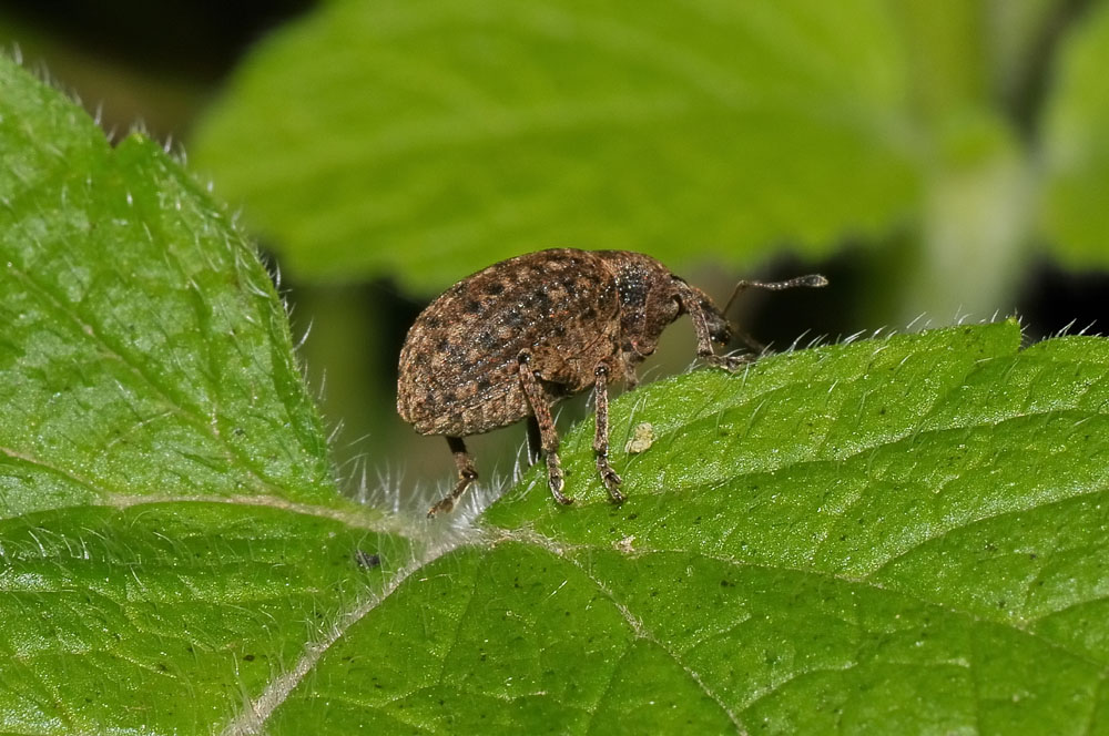 Neoglanis ovalis? no. Donus salviae (Curculionidae)